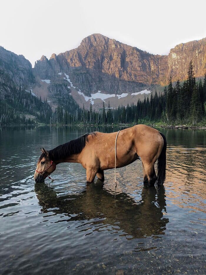 Se llama Amigo Joe y vive en Montana