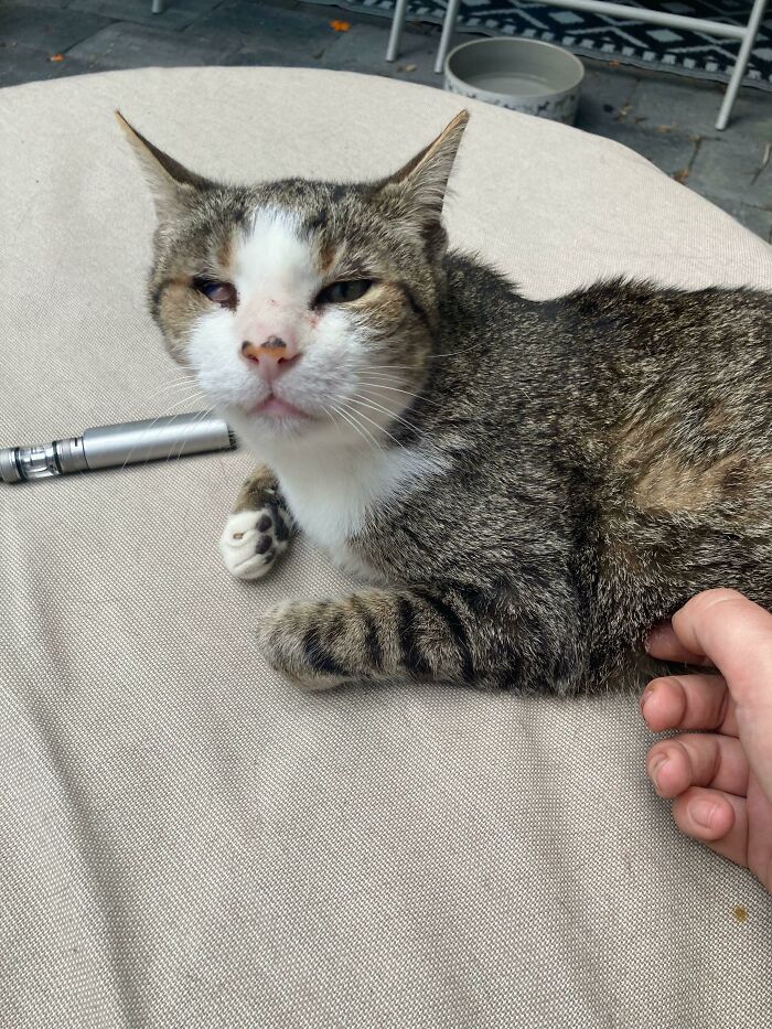 Fui a visitar a este adorable gato hoy y decidí adoptarlo. Fue abandonado, pero el veterinario estima que tiene entre 12 y 15 años, perdió la mayoría de sus dientes y es ciego de un ojo, pero también es uno de los gatos más cariñosos que he conocido. Lo recogeré el martes