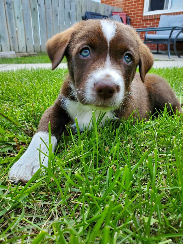 La primera vez que me siento como el día de mi aniversario. ¡Aquí hay una foto de mi cachorro de 8 semanas que acabo de adoptar! ¡Es mi primer cachorro y me ha robado completamente el corazón!