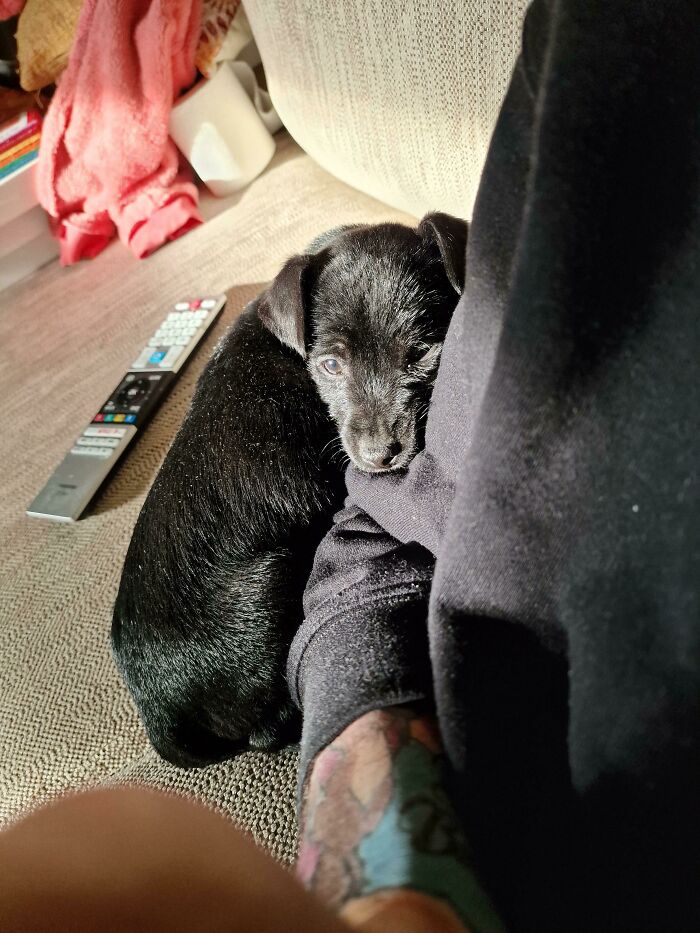 Mi esposa tiene un nuevo perro y yo estaba decidido a no querer otro. Así que traté de evitarlo y así es como me saluda