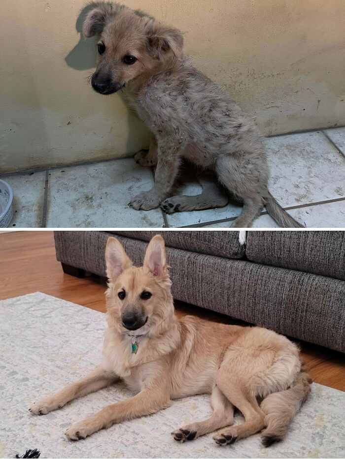 Mi marido y yo rescatamos al pequeño Bowie de las calles de Guam. Estaba cubierto de garrapatas y abrojos y tenía la pata trasera rota, probablemente por haber sido atropellado por un coche. Y sólo tenía 2 meses de edad. Ahora tiene 6 meses y vive en Hawái con 6 humanos que lo adoran. Rescatar es hermoso