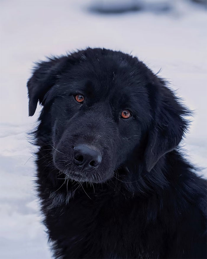 Esta persona recoge a su perro del peluquero y se da cuenta de que actúa de forma extraña, hasta que descubre la verdad 4 meses después Esta persona recoge a su perro del peluquero y se da cuenta de que actúa de forma extraña, hasta que descubre la verdad 4 meses después