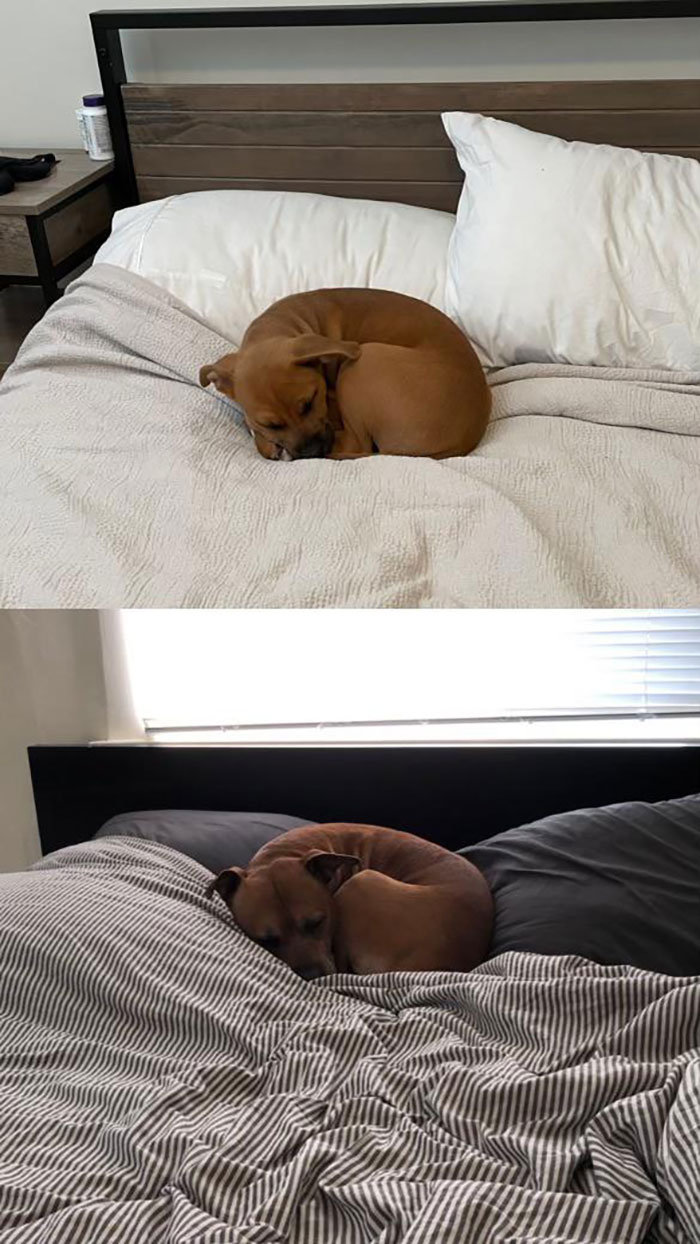 La foto de abajo es mi difunto cachorro Titus que tuve durante 12 años. La foto de arriba es el perro que rescaté esta semana. Su nombre es Milo. Tengo mucha suerte de que me recuerde a Titus