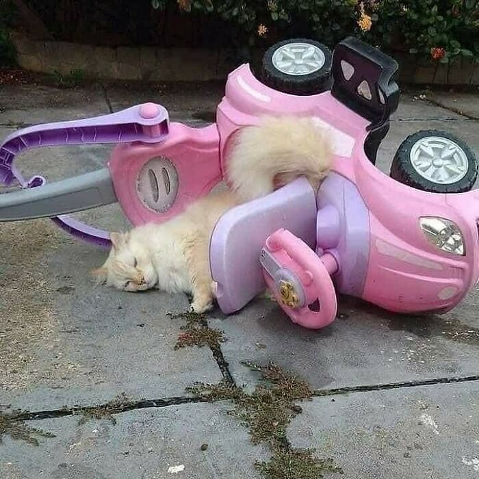 This Instagram Account Is Dedicated To Random Pics That Just Don't Make Any Sense, Here Are 50 Of The Best