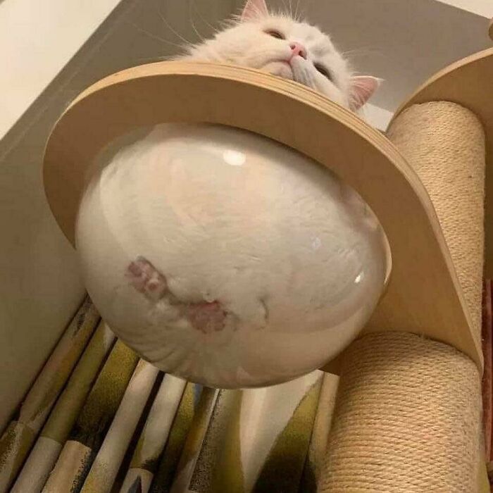 This Instagram Account Is Dedicated To Random Pics That Just Don't Make Any Sense, Here Are 50 Of The Best