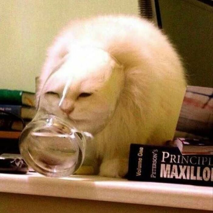 This Instagram Account Is Dedicated To Random Pics That Just Don't Make Any Sense, Here Are 50 Of The Best