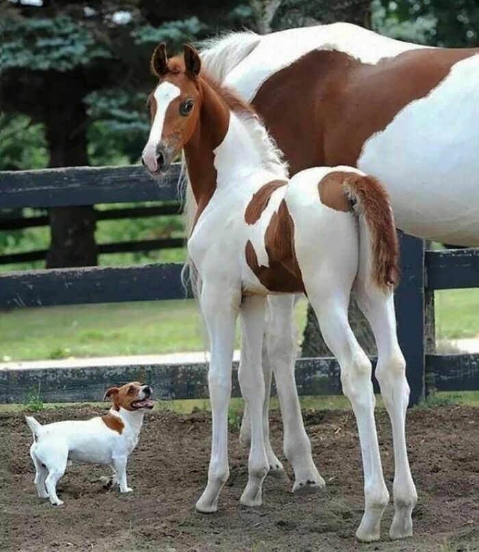 50 Nonsensical Animal Pics That Raise More Questions Than They Answer (New Pics)