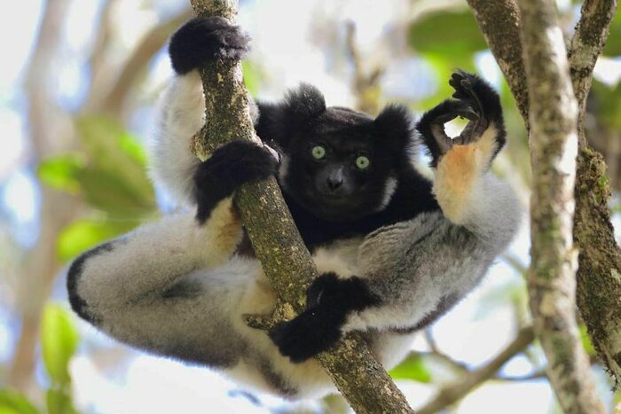 50 Nonsensical Animal Pics That Raise More Questions Than They Answer (New Pics)