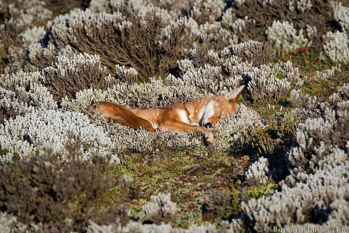 50 Nonsensical Animal Pics That Raise More Questions Than They Answer (New Pics)