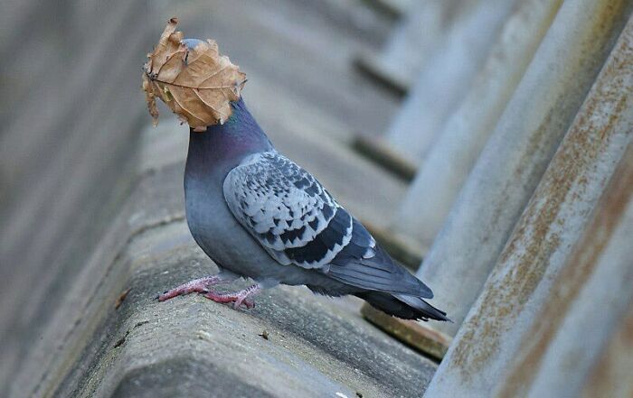50 Nonsensical Animal Pics That Raise More Questions Than They Answer (New Pics)
