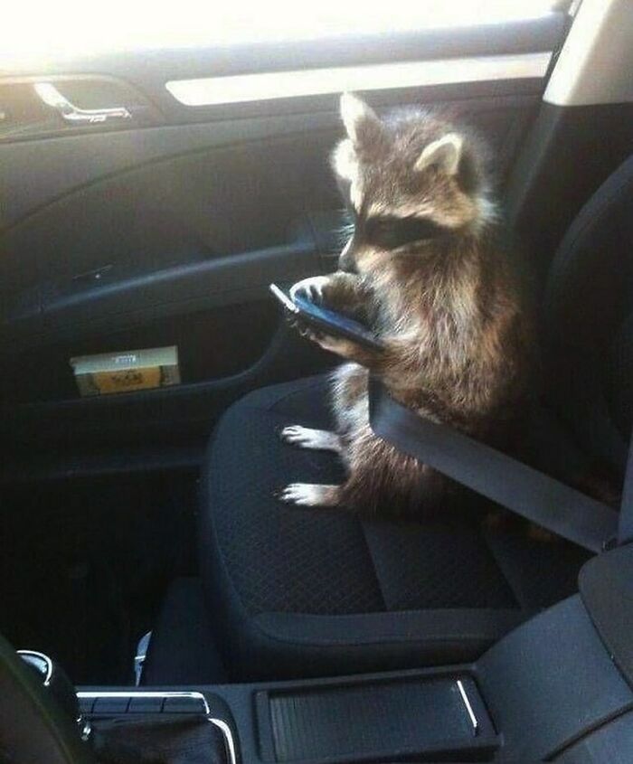 50 Nonsensical Animal Pics That Raise More Questions Than They Answer (New Pics)