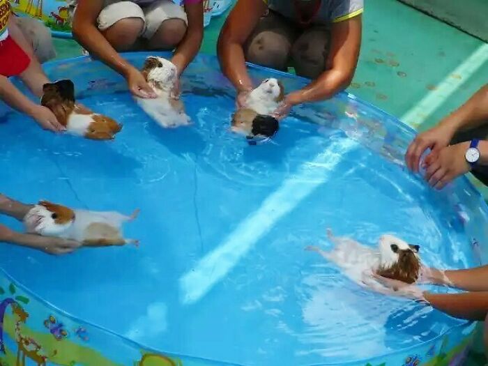 50 Nonsensical Animal Pics That Raise More Questions Than They Answer (New Pics)