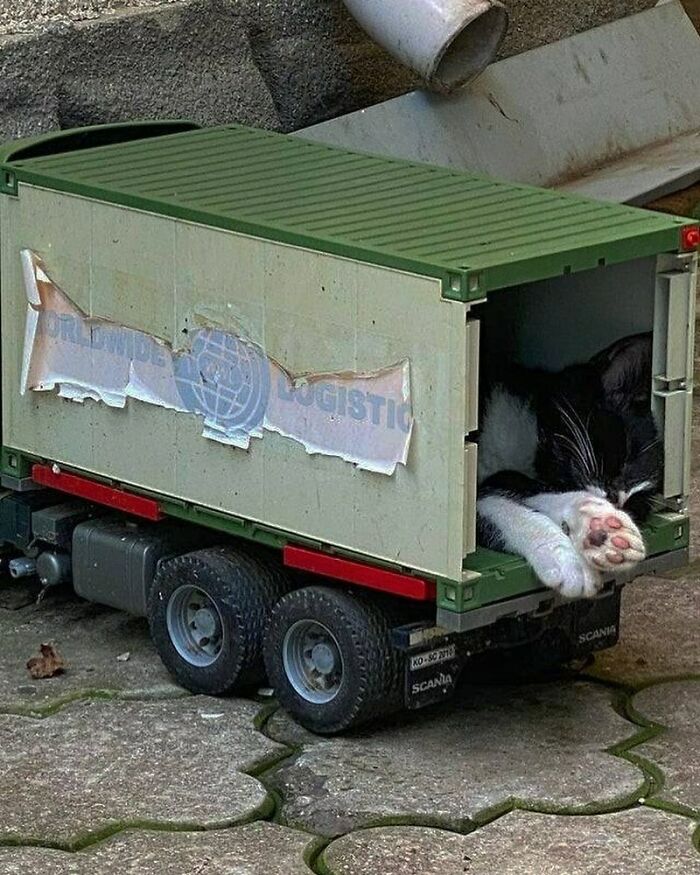 50 Nonsensical Animal Pics That Raise More Questions Than They Answer (New Pics)