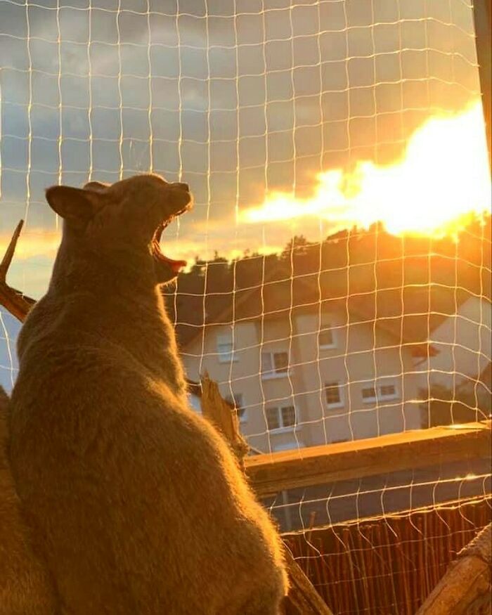 50 Nonsensical Animal Pics That Raise More Questions Than They Answer (New Pics)