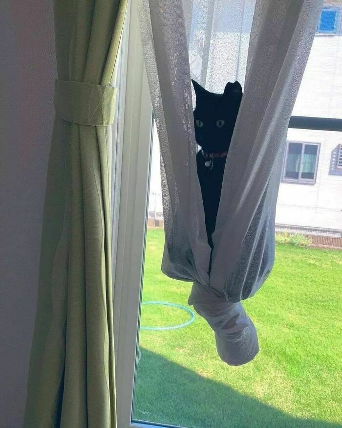 50 Nonsensical Animal Pics That Raise More Questions Than They Answer (New Pics)