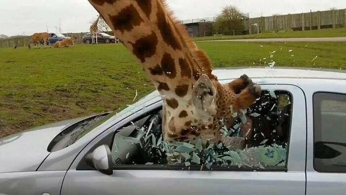 50 Nonsensical Animal Pics That Raise More Questions Than They Answer (New Pics)