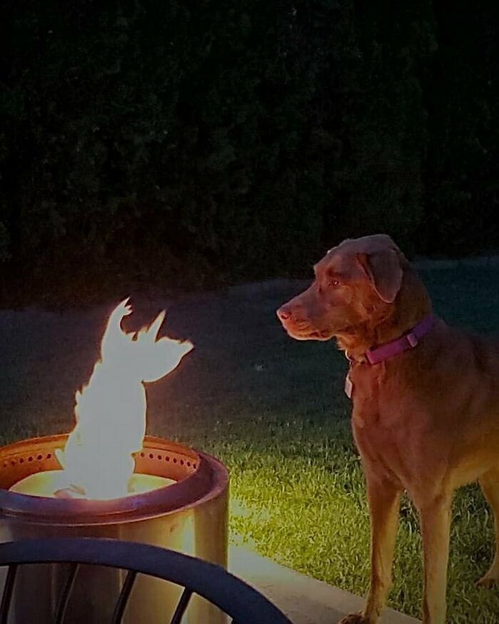 50 Nonsensical Animal Pics That Raise More Questions Than They Answer (New Pics)