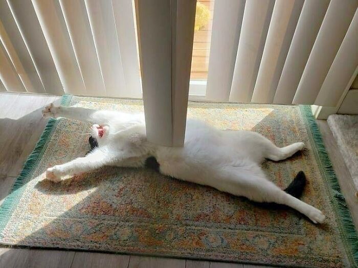 50 Nonsensical Animal Pics That Raise More Questions Than They Answer (New Pics)