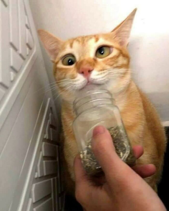 50 Nonsensical Animal Pics That Raise More Questions Than They Answer (New Pics)