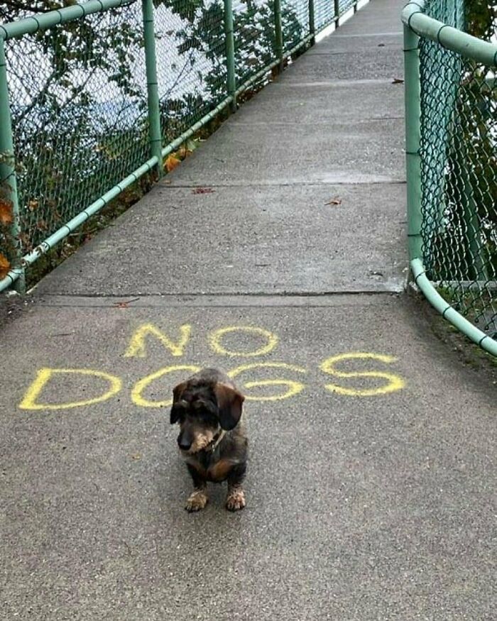 50 Nonsensical Animal Pics That Raise More Questions Than They Answer (New Pics)