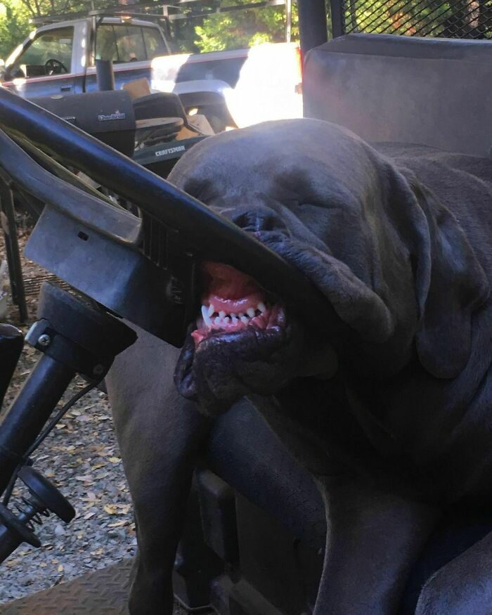 50 Nonsensical Animal Pics That Raise More Questions Than They Answer (New Pics)