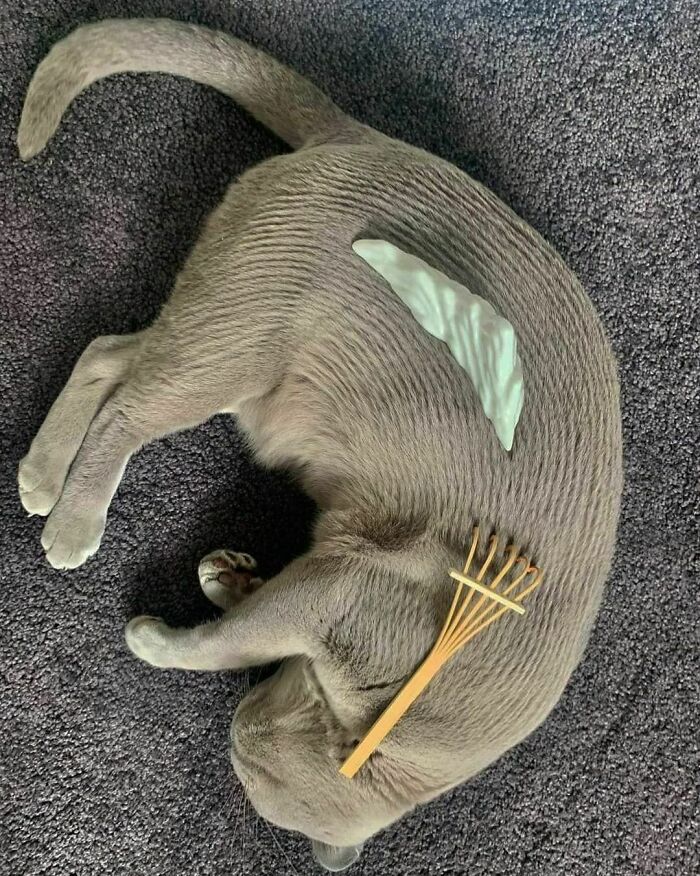 50 Nonsensical Animal Pics That Raise More Questions Than They Answer (New Pics)