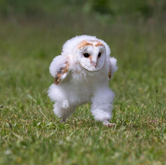 50 Nonsensical Animal Pics That Raise More Questions Than They Answer (New Pics)