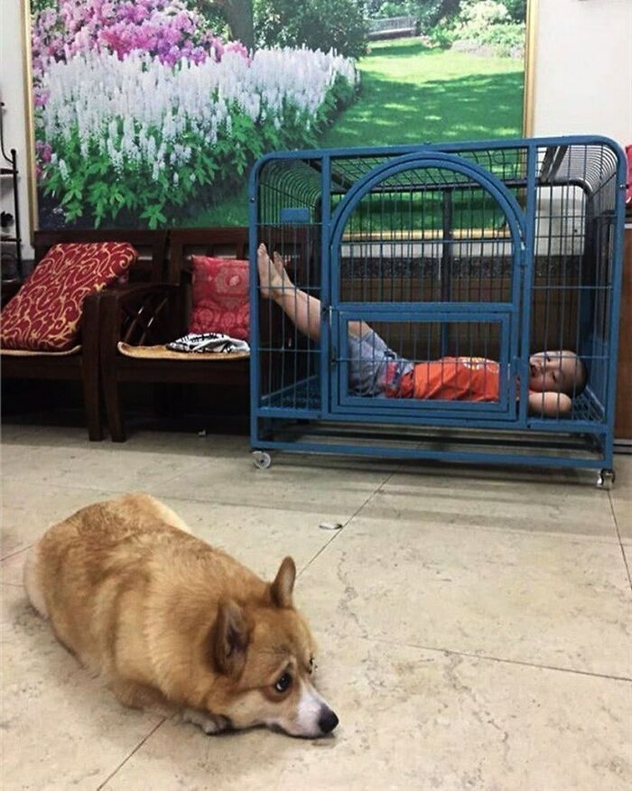 50 Nonsensical Animal Pics That Raise More Questions Than They Answer (New Pics)