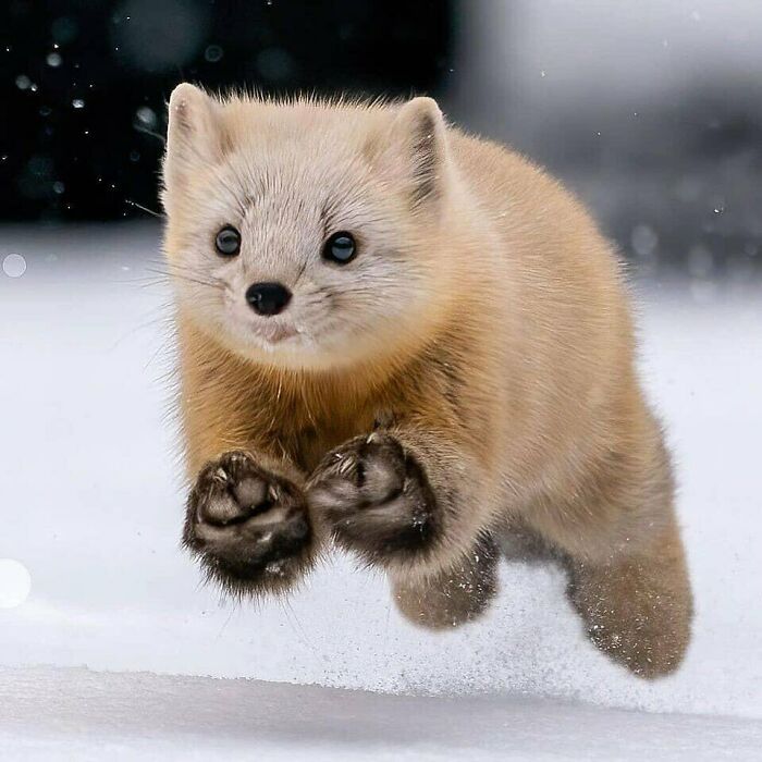 50 Nonsensical Animal Pics That Raise More Questions Than They Answer (New Pics)