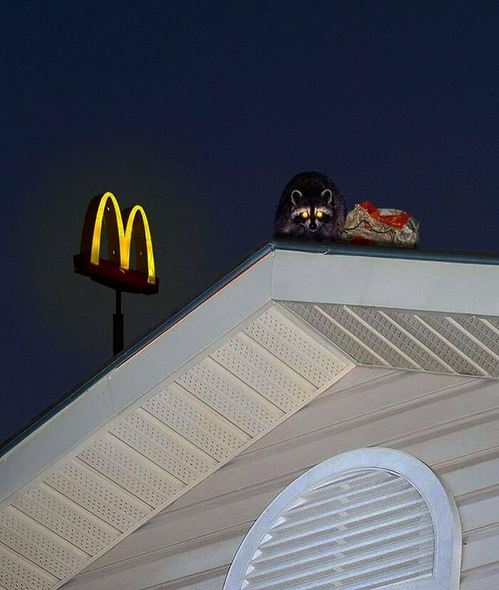 50 Nonsensical Animal Pics That Raise More Questions Than They Answer (New Pics)