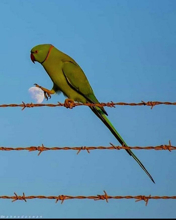 50 Nonsensical Animal Pics That Raise More Questions Than They Answer (New Pics)