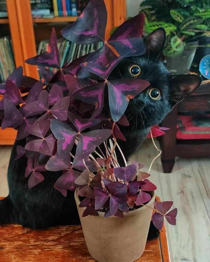 50 Nonsensical Animal Pics That Raise More Questions Than They Answer (New Pics)