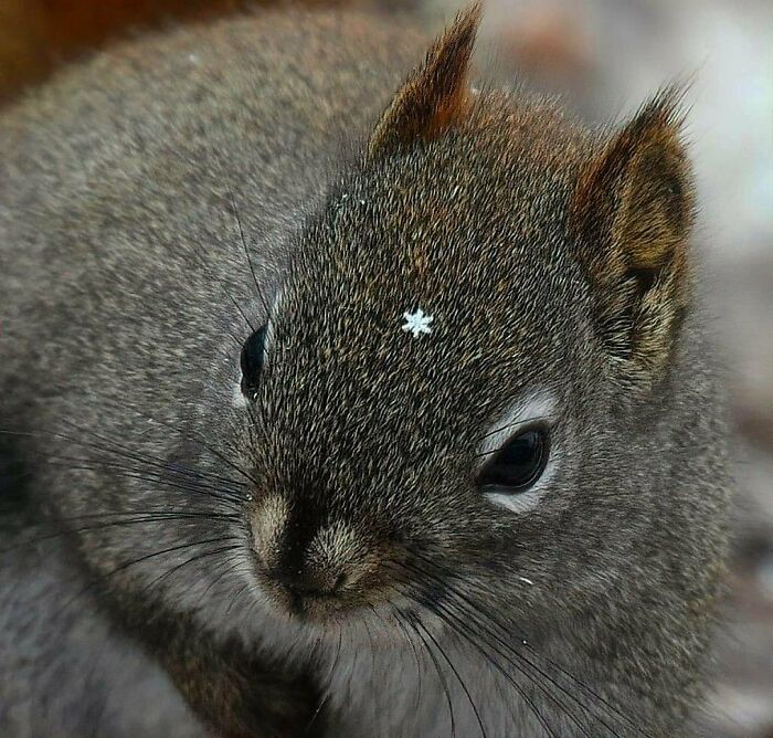 50 Nonsensical Animal Pics That Raise More Questions Than They Answer (New Pics)