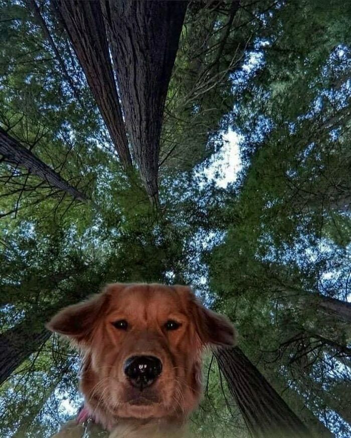 50 Nonsensical Animal Pics That Raise More Questions Than They Answer (New Pics)
