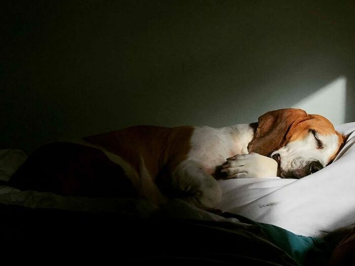 50 Nonsensical Animal Pics That Raise More Questions Than They Answer (New Pics)