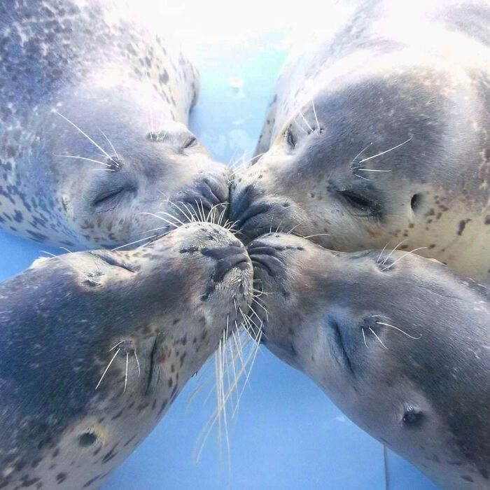 50 Nonsensical Animal Pics That Raise More Questions Than They Answer (New Pics)