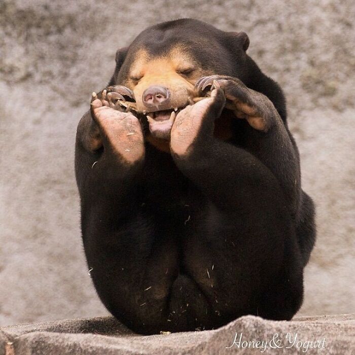 50 Nonsensical Animal Pics That Raise More Questions Than They Answer (New Pics)