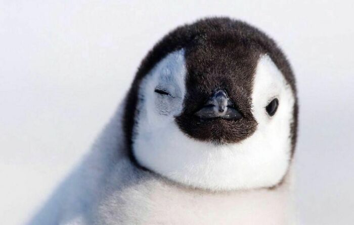50 Nonsensical Animal Pics That Raise More Questions Than They Answer (New Pics)