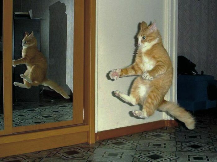 50 Nonsensical Animal Pics That Raise More Questions Than They Answer (New Pics)