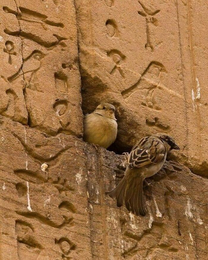 50 Nonsensical Animal Pics That Raise More Questions Than They Answer (New Pics)