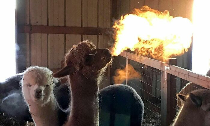 50 Nonsensical Animal Pics That Raise More Questions Than They Answer (New Pics)