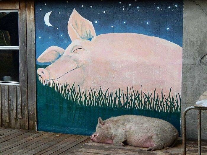 50 Nonsensical Animal Pics That Raise More Questions Than They Answer (New Pics)