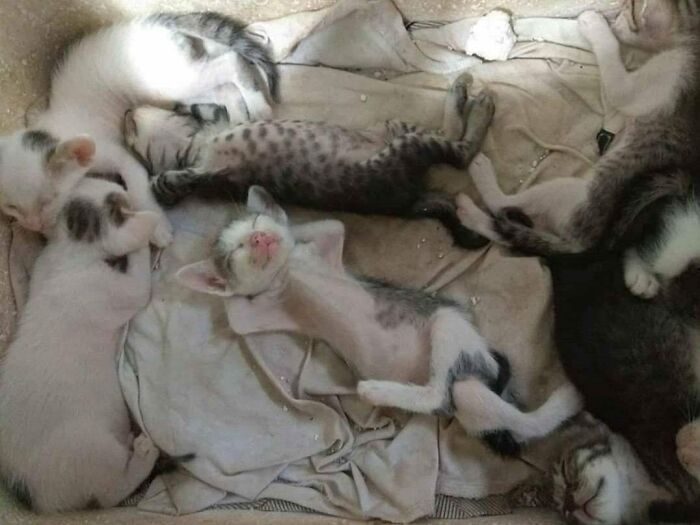 50 Nonsensical Animal Pics That Raise More Questions Than They Answer (New Pics)