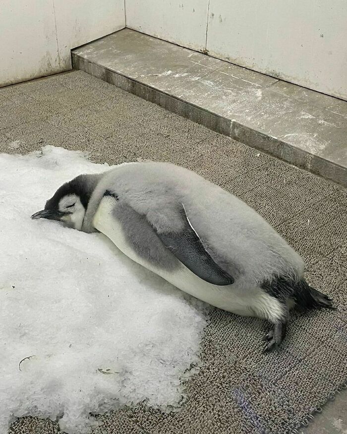 50 Nonsensical Animal Pics That Raise More Questions Than They Answer (New Pics)