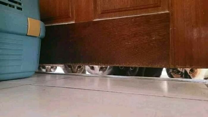 50 Nonsensical Animal Pics That Raise More Questions Than They Answer (New Pics)