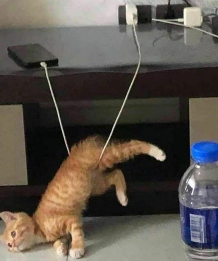 30 Hilariously Goofy Animals To Brighten Up Your Day (New Pics)