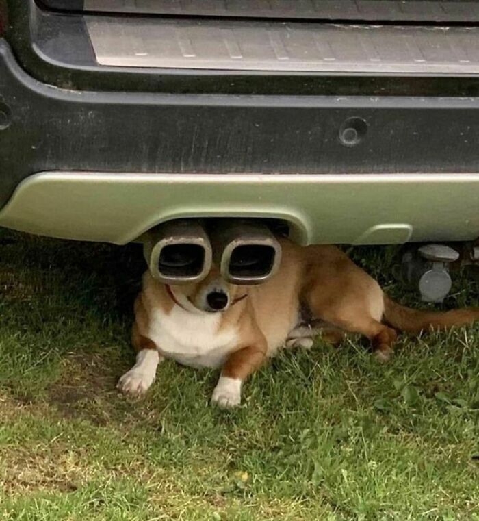 30 Hilariously Goofy Animals To Brighten Up Your Day (New Pics)