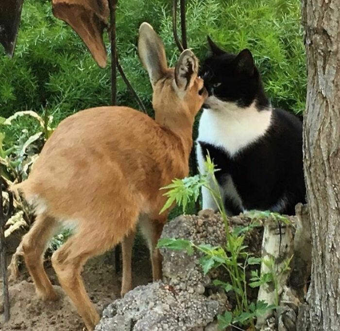 30 Hilariously Goofy Animals To Brighten Up Your Day (New Pics)