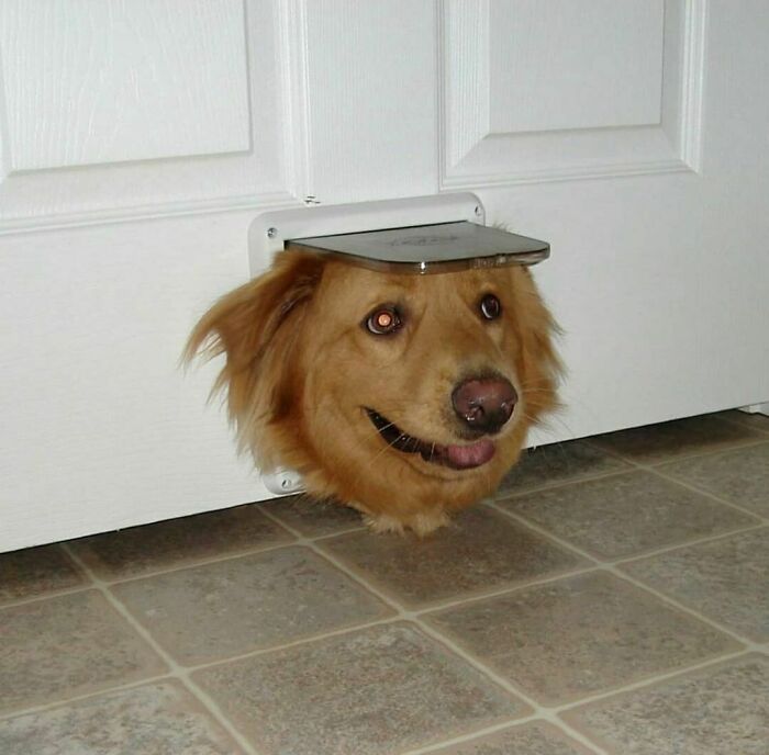 30 Hilariously Goofy Animals To Brighten Up Your Day (New Pics)