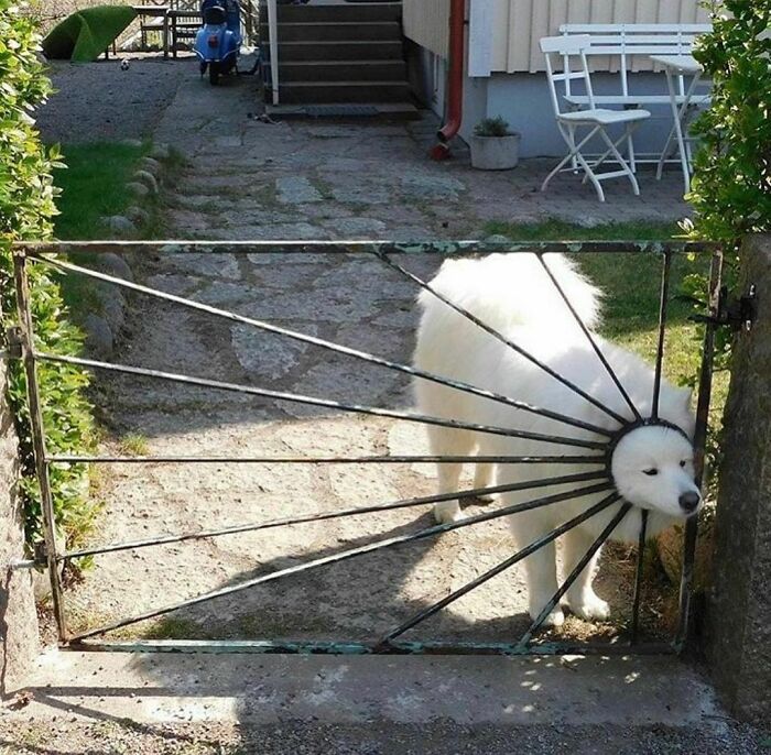 30 Hilariously Goofy Animals To Brighten Up Your Day (New Pics)